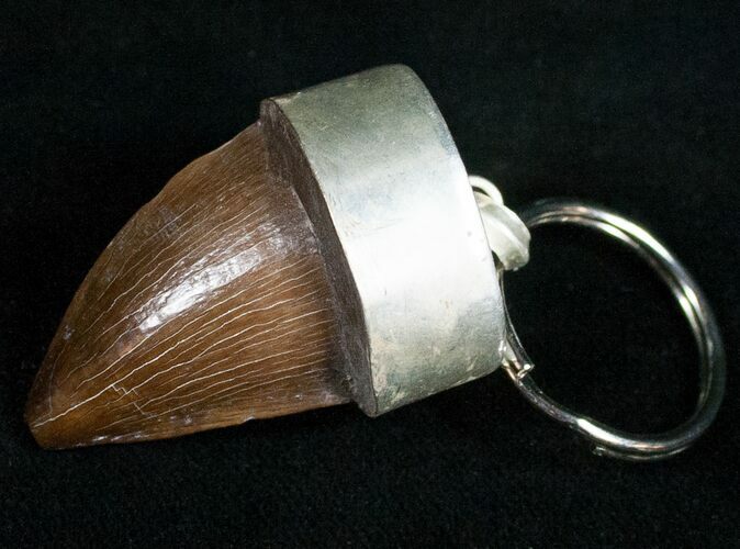 Authentic Fossil Mosasaurus Tooth Keychain #11148